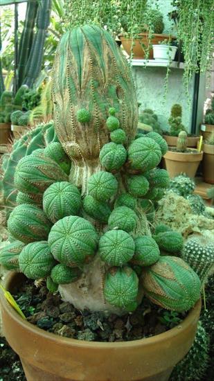 euphorbia obesa - a10dd7c97bf86c059ccf8b9afccf06ca1.jpg