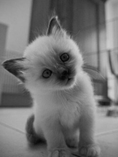 Zwierzęta - Cute_Kitty.jpg