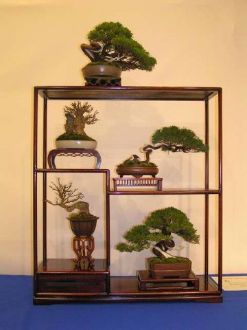 Bonsai - mediumjyx5wp5647f92a29ac44419205.jpg