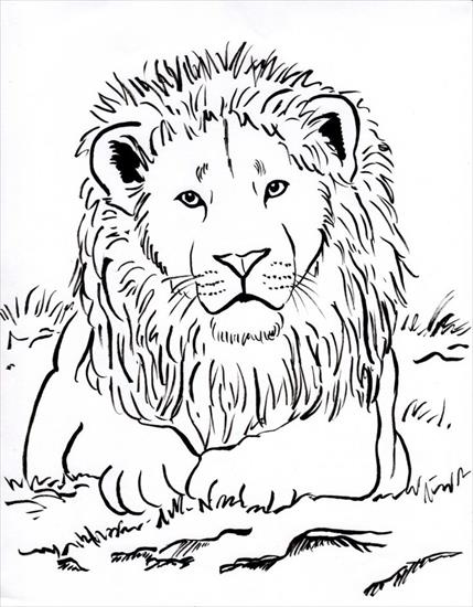 Zwiezenta - a784d237eb57c3bcd56dd83941c9ca92--animal-coloring-pages-adult-coloring.jpg