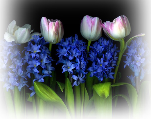 Jpg-Tulipany - Magda Indigo_0021-crop.jpg